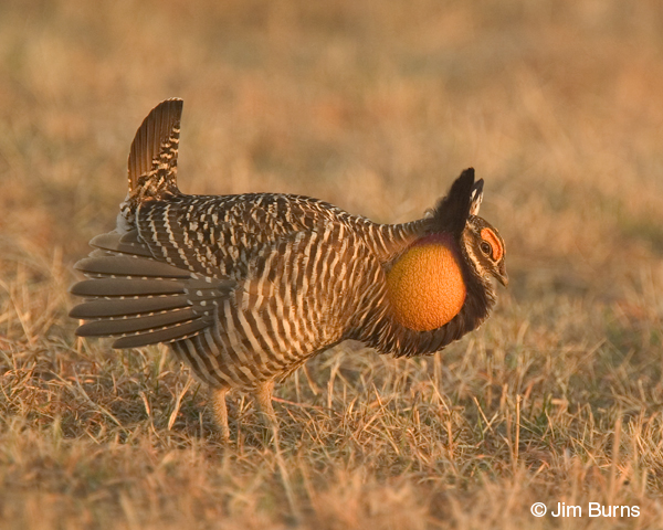 Greater Prairie-Chicken male booming at sunrise