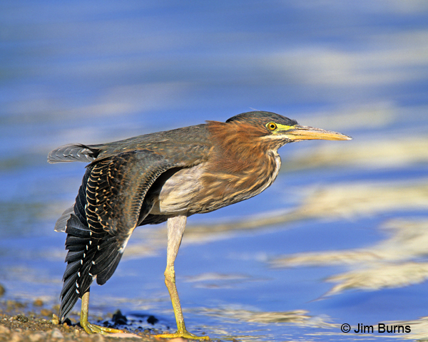 Green Heron juvenile wingstretch