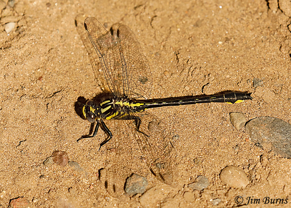 Green-faced Clubtail male, Chisago Co., MN, June 2019--3469