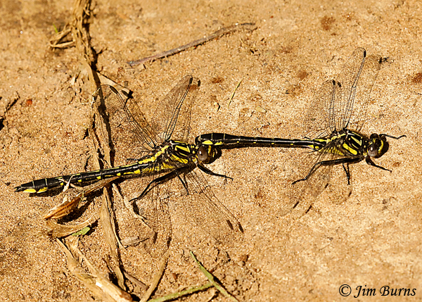 Green-faced Clubtail pair in tandem, Pine Co., MN, June 2019--3478
