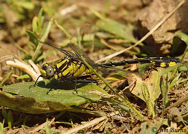 Green-faced Clubtail male, Polk Co., WI, June 2019--3483