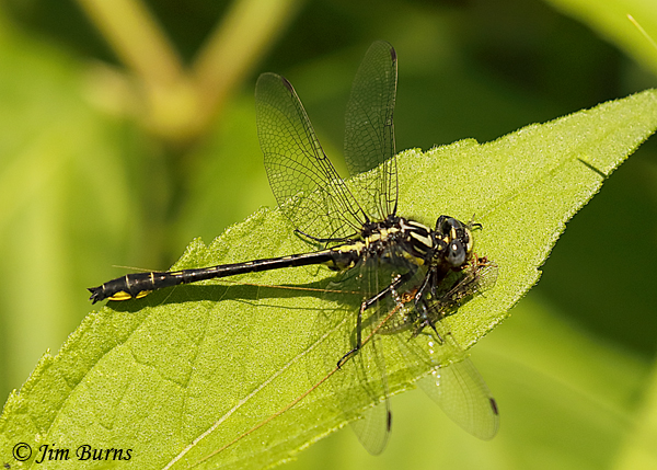 Green-faced Clubtail male, Pine Co., MN, June 2019--3529