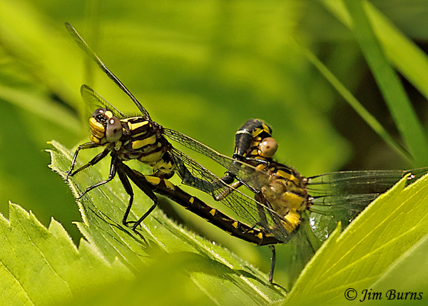 Green-faced Clubtail pair in wheel, Pine Co., MN, June 2019--3534