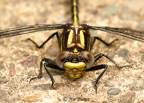 Green-faced Clubtail male face shot showing light suture markings, Pine Co., MN, June 2019--3557