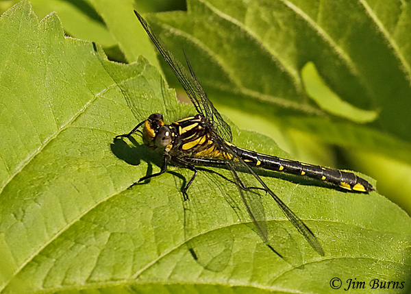 Green-faced Clubtail female, Chisago Co., MN, June 2019--3607