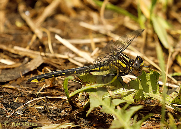 Green-faced Clubtail female #2, Pine Co., MN, June 2019--3777