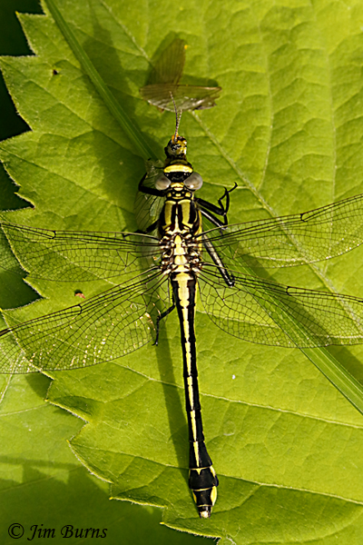 Green-faced Clubtail female eating insect, Pine Co., MN, June 2019--3820