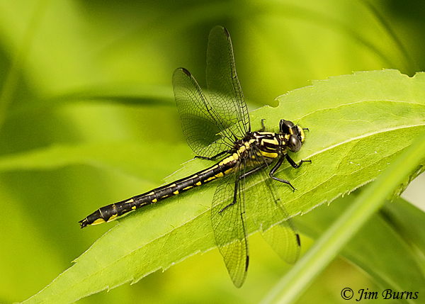 Green-faced Clubtail female, Pine Co., MN, June 2019--3834