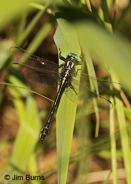 Green-faced Clubtail mature male dorsal view, Rusk Co., WI, June 2014