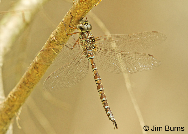 Green-striped Darner female dorsolateral view #2, Penobscot Co., ME, July 2014