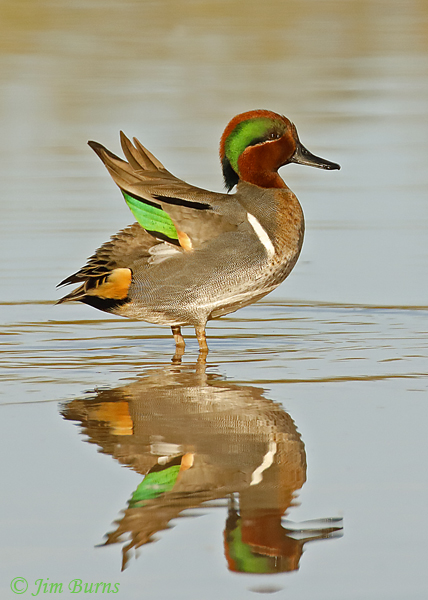 Green-winged Teal speculum reflections--0687