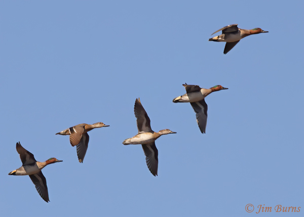 Green-winged Teal flock in flight #3--8286