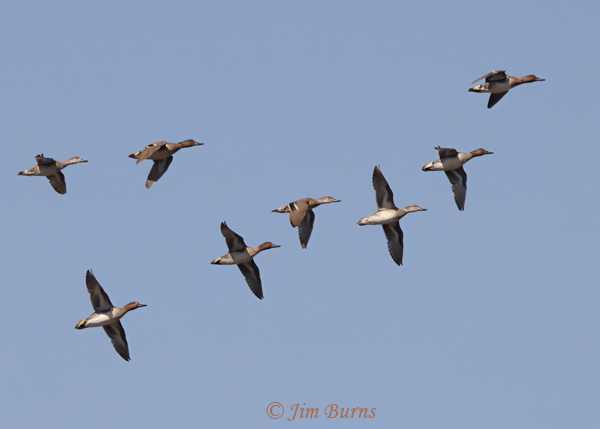 Green-winged Teal flock in flight--8286