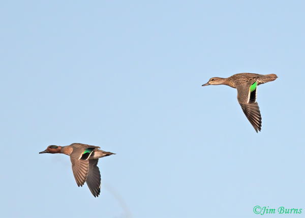 Green-winged Teal--8600