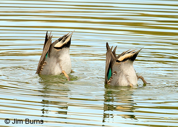 Green-winged Teal duck butts