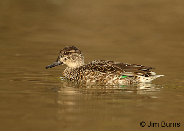 Green-winged Teal female green speculum