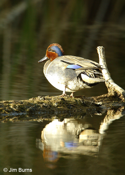 Green-winged Teal male reflecting blue