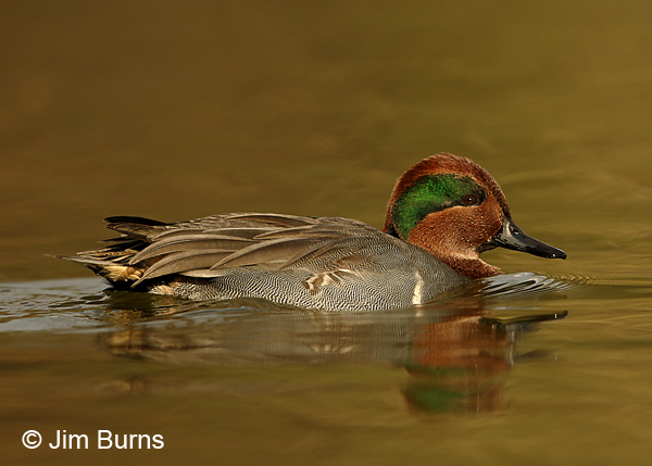 Green-winged Teal male