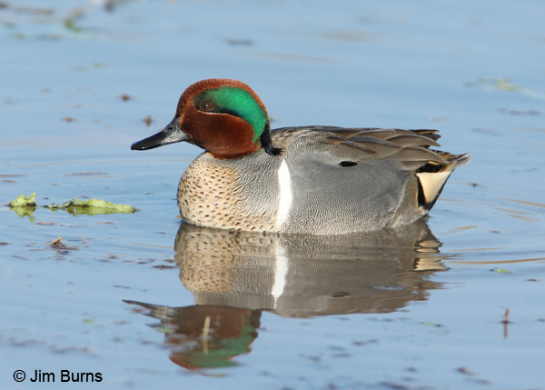 Green-winged Teal male #2