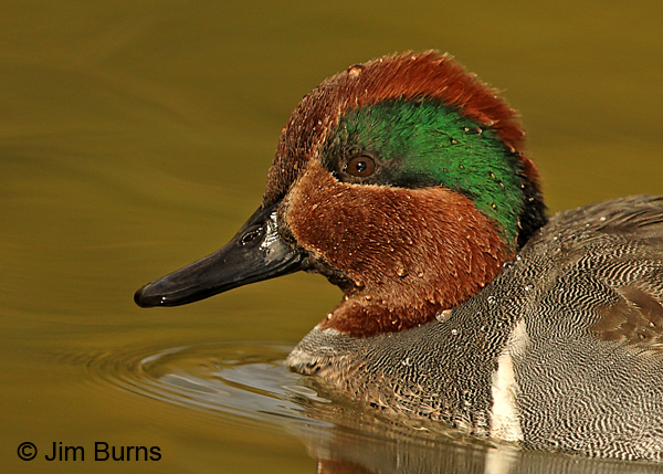 Green-winged Teal mohawk