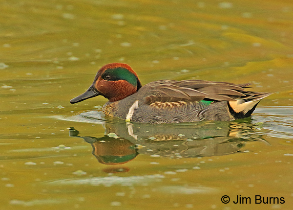 Green-winged teal male showing green speculum