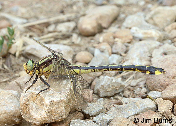 Handsome Clubtail female, Marshall Co., TN, June 2016