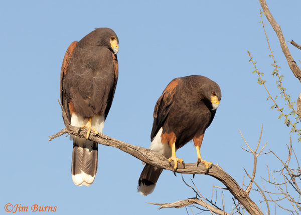 Harris's Hawk adults watching juvenile in bushes--1042