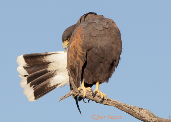 Harris's Hawk adult preening tail--1068