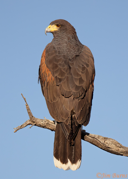 Harris's Hawk adult dorsal portrait--1085