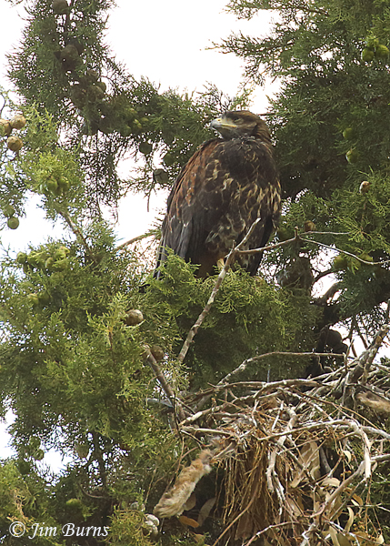 Harris's Hawk juvenile hanging around nest--1822