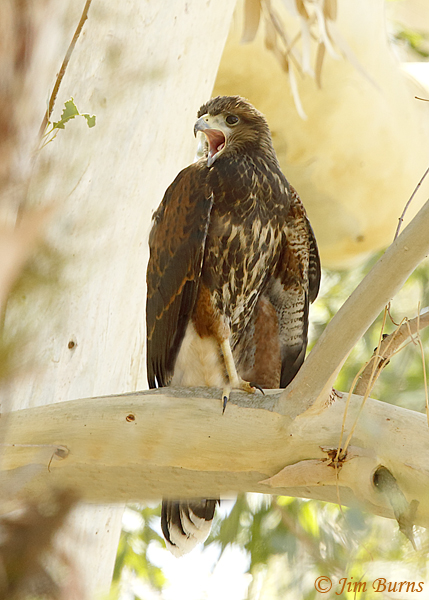 This juvenile Harris's Hawk cries for food just weeks after fledging from its nest in the Pine Loop.