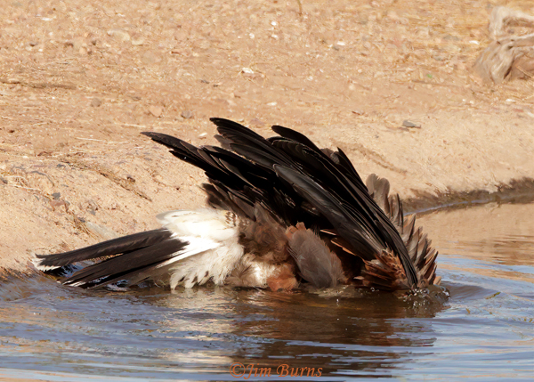 Harris's Hawk bathing #4--8766