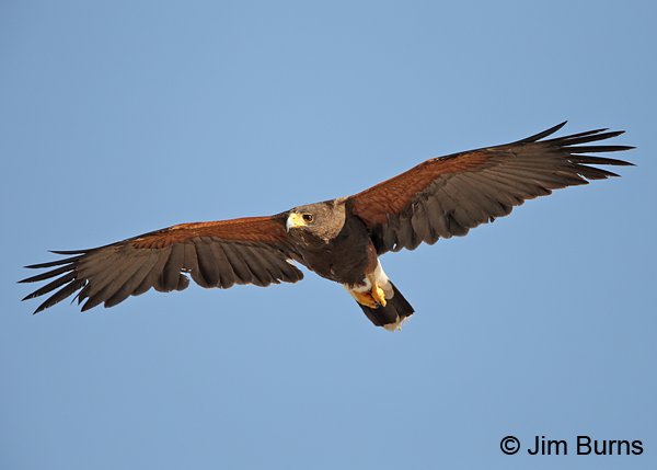 Harris's Hawk adult female in flight