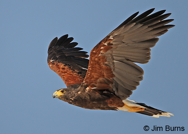 Harris's Hawk adult male in flight underwing