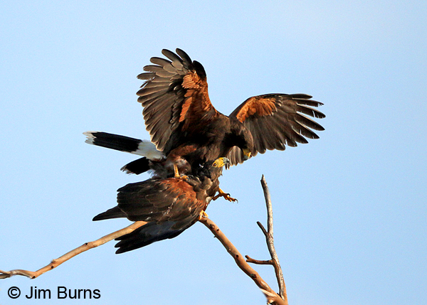 Spring is in the air for these Harris's Hawks, copulatiing near their nest on the Pine Loop.