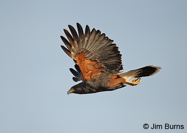Harris's Hawk in flight, underwing