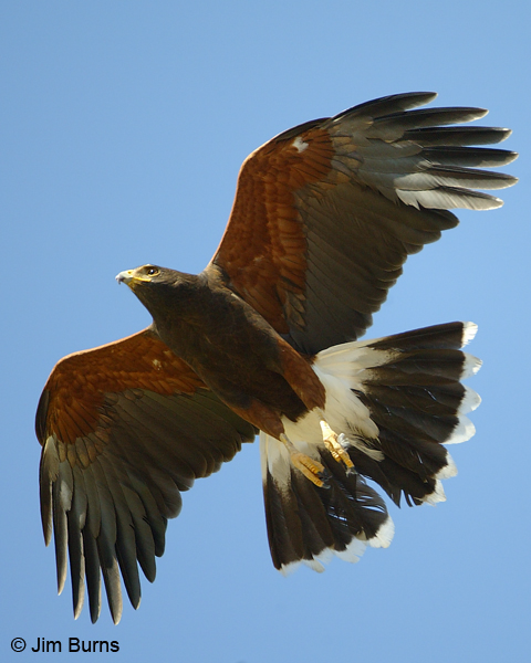 Harris's Hawk in flight overhead