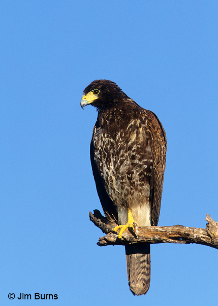 Harris's Hawk juvenile