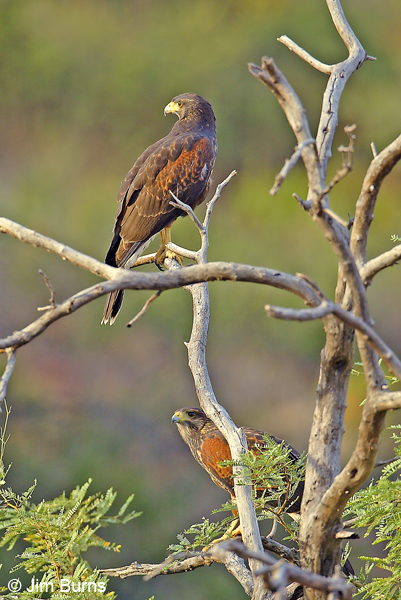 Harris's Hawk juveniles in tree