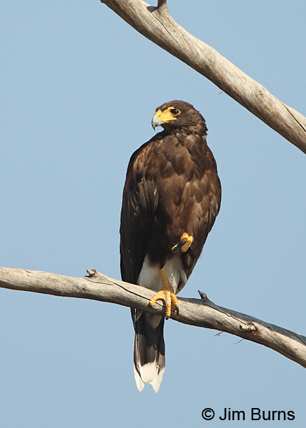 Harris's Hawk male