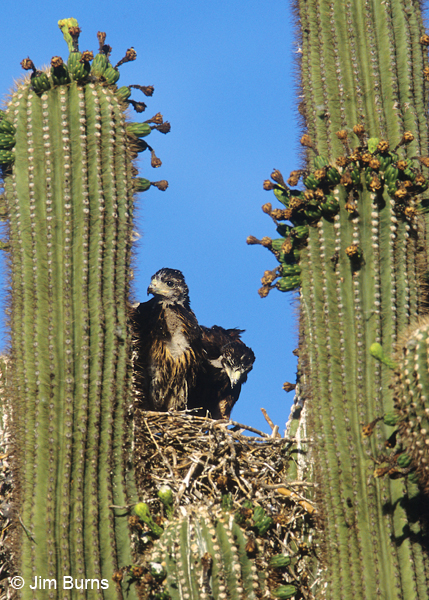 Harris's Hawk nestlings in Saguaro