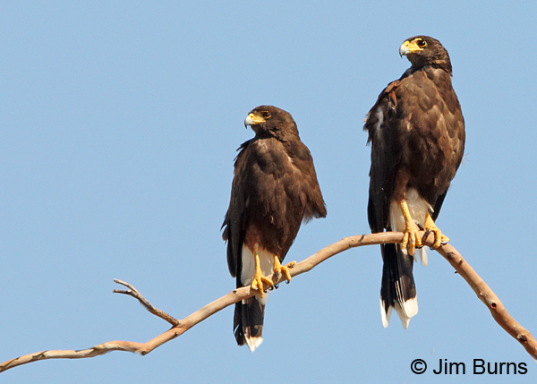 Harris's Hawk pair, male on left