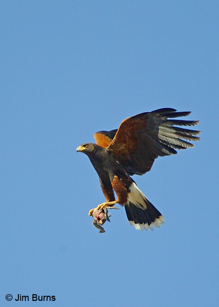 Harris's Hawk with Rock Pigeon