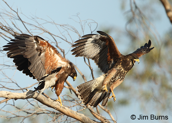 Harris's Hawks family squabble (adult female on left, juvenile on right)