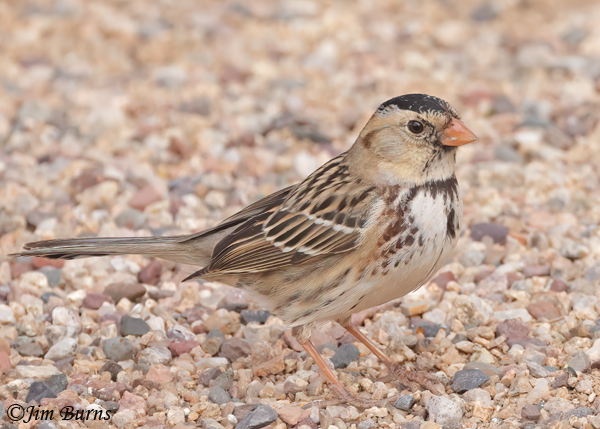 Harris's Sparrow first winter--4474
