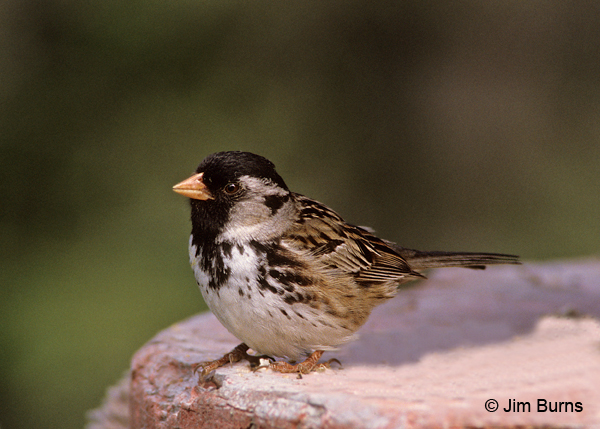 Harris's Sparrow breeding adult