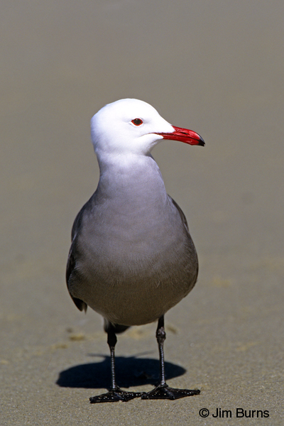 Heerman's Gull adult breeding