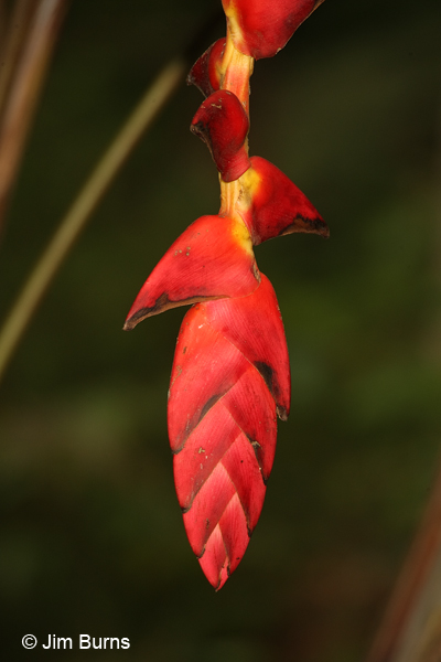 Heliconia, Costa Rica