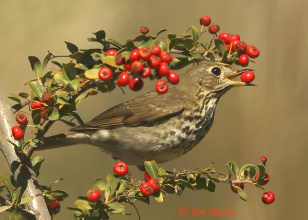 Winter brings Hermit Thrushes that feast in the Pyracantha, also known as Firethorn, in the canyon.