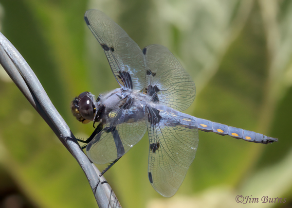 Hoary Skimmer male on barbed wire, Apache Co., AZ, June 2023--8331